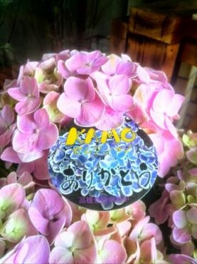 紫陽花　ありがとう｜「岩井生花店」　（京都府京都市中京区の花キューピット加盟店 花屋）のブログ