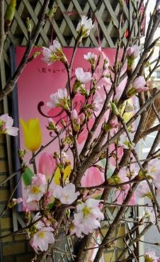いよいよ桜の季節ですね！！｜「岩井生花店」　（京都府京都市中京区の花キューピット加盟店 花屋）のブログ