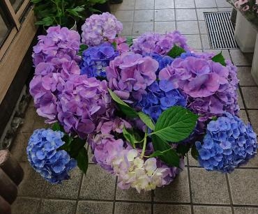 紫陽花の切り花入荷しています 花屋ブログ 京都府京都市中京区の花屋 岩井生花店にフラワーギフトはお任せください 当店は 安心と信頼の花キューピット加盟店です 花キューピットタウン