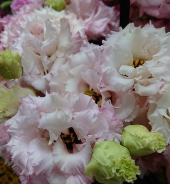 綺麗なトルコキキョウ・リンドウが入荷しました。｜「岩井生花店」　（京都府京都市中京区の花キューピット加盟店 花屋）のブログ